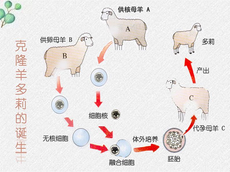 北师大版生物八年级下册第20章第2节《20.2性状遗传的物质基础 》PPT课件第3页