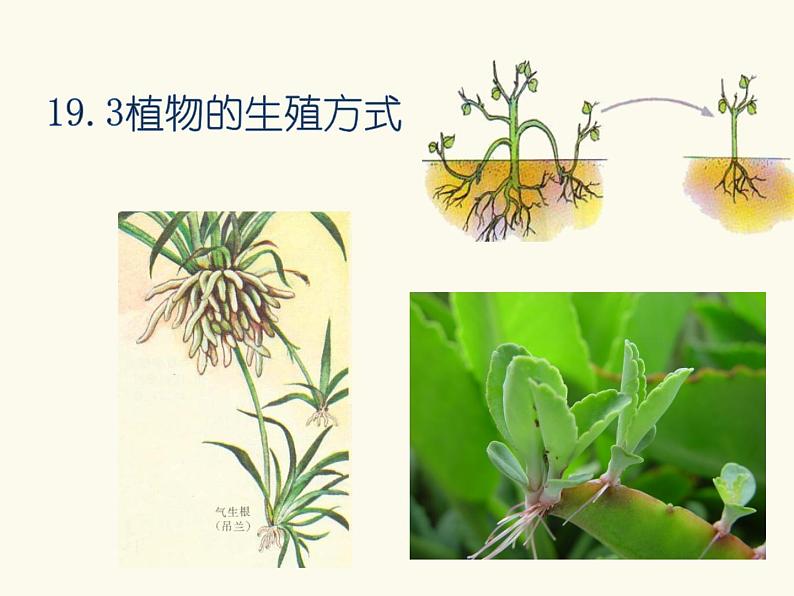 北师大版生物八年级下册第19章第3节《19.3植物的生殖方式 》PPT课件第1页