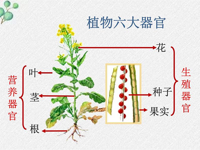 北师大版生物八年级下册第19章第3节《19.3植物的生殖方式 》PPT课件第2页