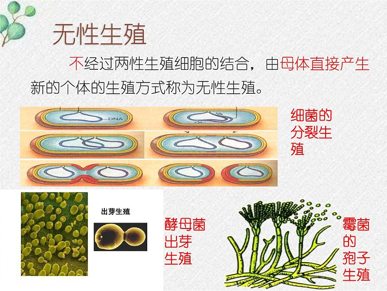 北师大版生物八年级下册第19章第3节《19.3植物的生殖方式 》PPT课件第5页