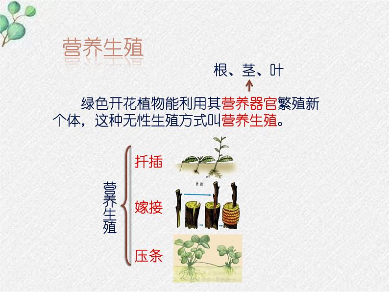 北师大版生物八年级下册第19章第3节《19.3植物的生殖方式 》PPT课件第7页