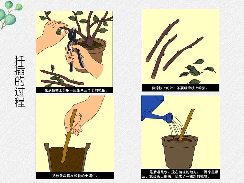 北师大版生物八年级下册第19章第3节《19.3植物的生殖方式 》PPT课件第8页