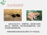 北师大版生物八年级下册第19章第2节第2课时《 19.2 动物的生殖和发育2》PPT课件