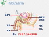 北师大版生物八年级下册第19章第1节第1课时《 19.1 人的生殖和发育1》PPT课件