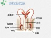 北师大版生物八年级下册第19章第1节第1课时《 19.1 人的生殖和发育1》PPT课件