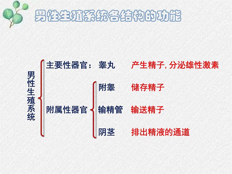 北师大版生物八年级下册第19章第1节第1课时《 19.1 人的生殖和发育1》PPT课件06