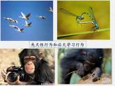 北师大版生物八年级上册第16章第1节《先天性行为和后天学习行为  》PPT课件