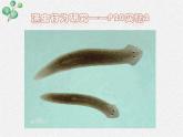 北师大版生物八年级上册第16章第1节《先天性行为和后天学习行为  》PPT课件