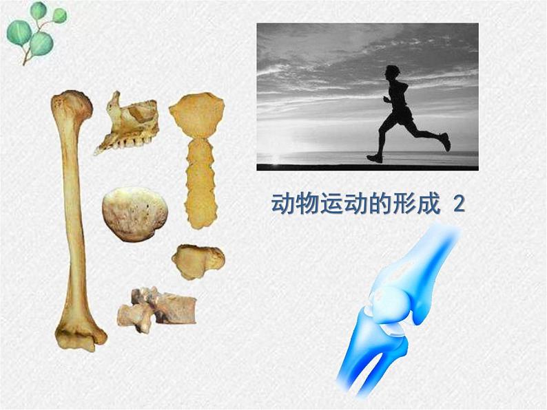 北师大版生物八年级上册第15章第2节《15.2 动物运动的形成2   》PPT课件01