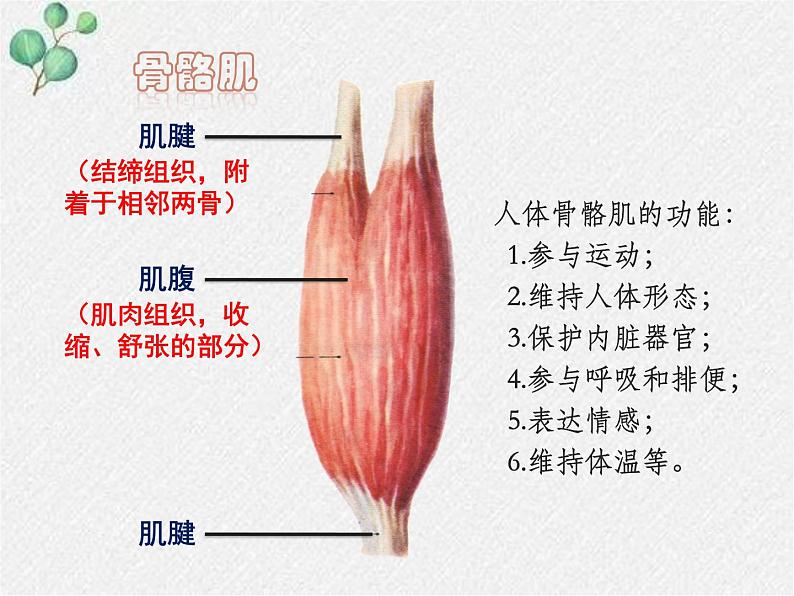 北师大版生物八年级上册第15章第2节《15.2 动物运动的形成2   》PPT课件08
