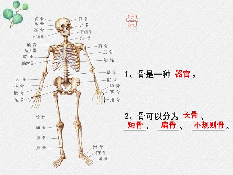 北师大版生物八年级上册第15章第2节《 15.2 动物运动的形成1》PPT课件第4页