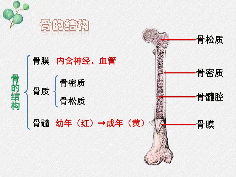 北师大版生物八年级上册第15章第2节《 15.2 动物运动的形成1》PPT课件第8页