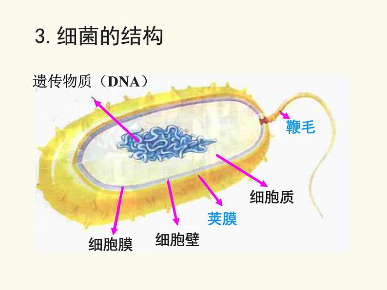 北师大版生物八年级上册第18章第1节《 18.1 微生物在生物圈中的作用》PPT课件第5页