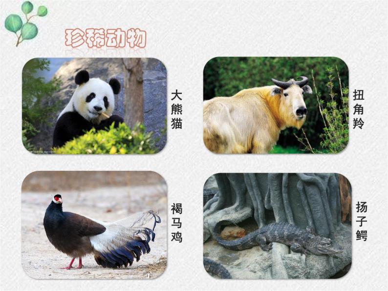 北师大版生物八年级上册第17章第2节《 17.2 我国的动物资源及保护》PPT课件04