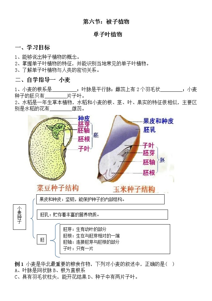 冀少版七上生物 3.6被子植物 单子叶植物 导学案01
