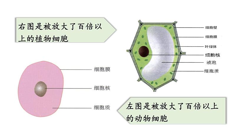 人教版七年级生物上册课件 第2单元 第1章 第1节　练习使用显微镜03