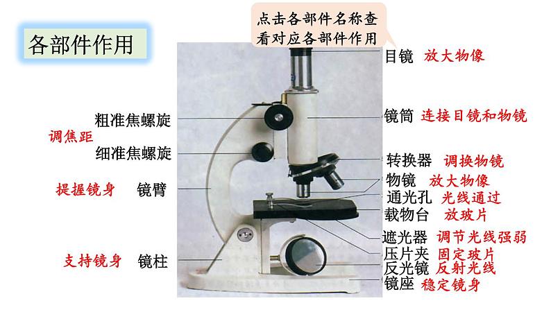 人教版七年级生物上册课件 第2单元 第1章 第1节　练习使用显微镜07