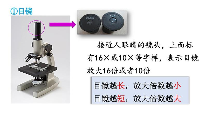 人教版七年级生物上册课件 第2单元 第1章 第1节　练习使用显微镜08