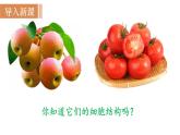 人教版七年级生物上册课件 第2单元 第1章 第2节　植物细胞