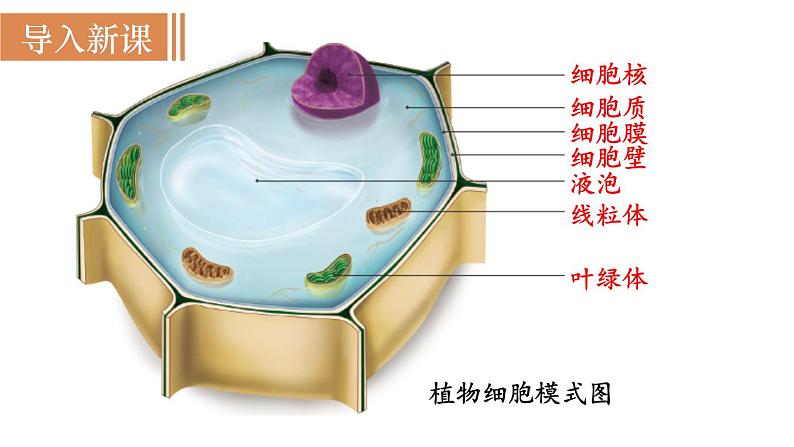 人教版七年级生物上册课件 第2单元 第1章 第3节　动物细胞02