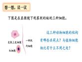 人教版七年级生物上册课件 第2单元 第1章 第3节　动物细胞