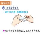人教版七年级生物上册课件 第2单元 第1章 第3节　动物细胞