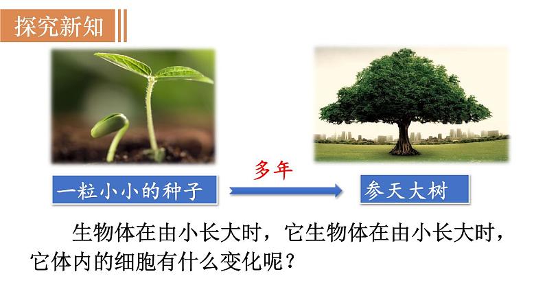 人教版七年级生物上册课件 第2单元 第2章 第1节　细胞通过分裂产生新细胞04