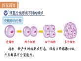 人教版七年级生物上册课件 第2单元 第2章 第2节　动物体的结构层次