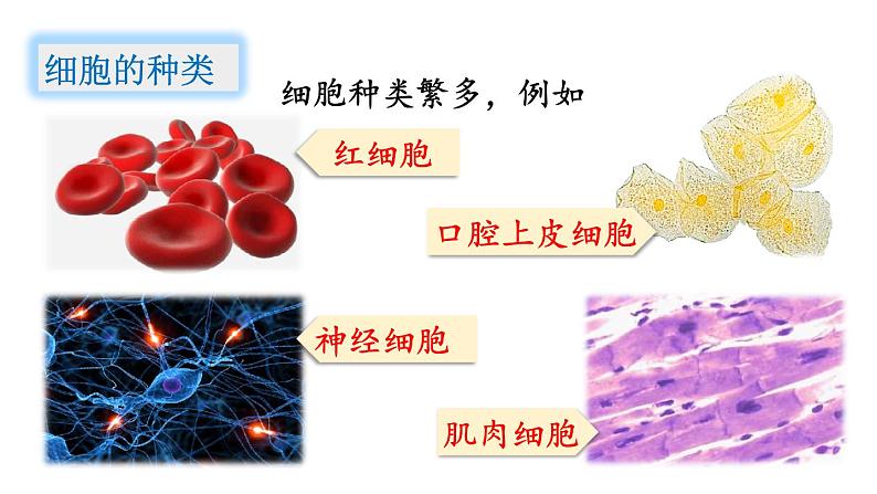 人教版七年级生物上册课件 第2单元 第2章 第2节　动物体的结构层次07