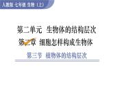 人教版七年级生物上册课件 第2单元 第2章 第3节　植物体的结构层次