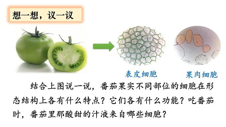 人教版七年级生物上册课件 第2单元 第2章 第3节　植物体的结构层次03