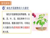 人教版七年级生物上册课件 第2单元 第2章 第3节　植物体的结构层次