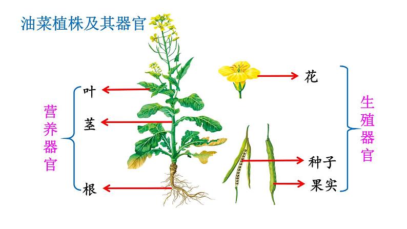 人教版七年级生物上册课件 第2单元 第2章 第3节　植物体的结构层次05