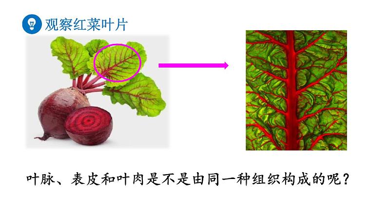 人教版七年级生物上册课件 第2单元 第2章 第3节　植物体的结构层次08