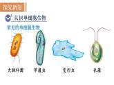 人教版七年级生物上册课件 第2单元 第2章 第4节　单细胞生物
