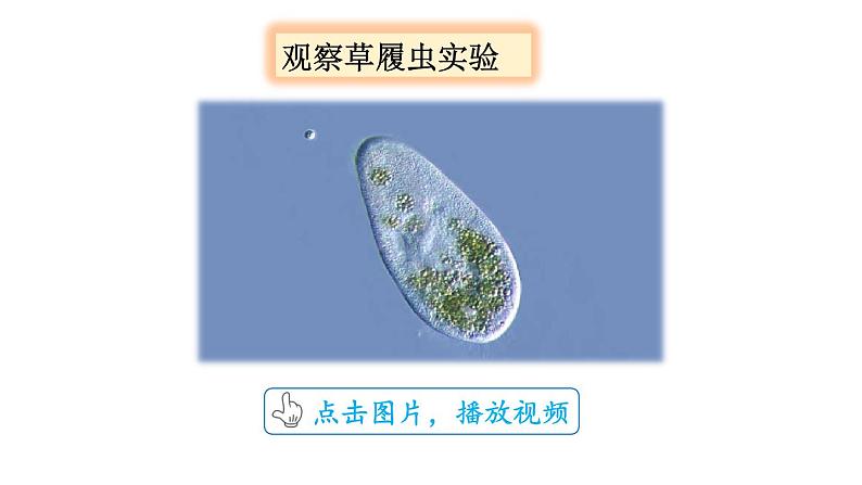 第4节　单细胞生物第8页
