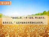 人教版七年级生物上册课件 第3单元 第2章 第1节　种子的萌发