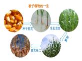 人教版七年级生物上册课件 第3单元 第2章 第1节　种子的萌发