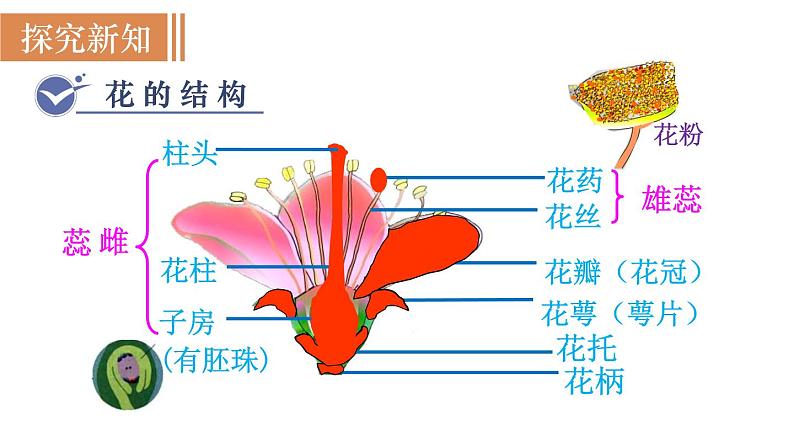 人教版七年级生物上册课件 第3单元 第2章 第3节　开花和结果06