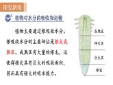 人教版七年级生物上册课件 第3单元 第3章　绿色植物与生物圈的水循环