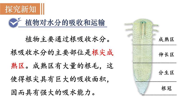 人教版七年级生物上册课件 第3单元 第3章　绿色植物与生物圈的水循环03