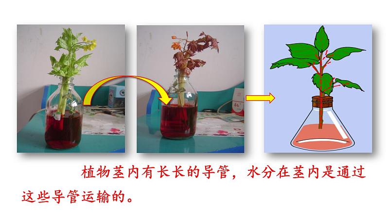 人教版七年级生物上册课件 第3单元 第3章　绿色植物与生物圈的水循环06