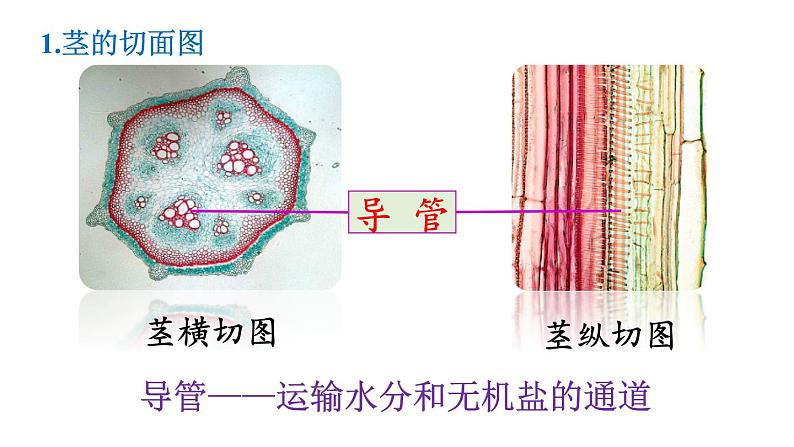 人教版七年级生物上册课件 第3单元 第3章　绿色植物与生物圈的水循环07