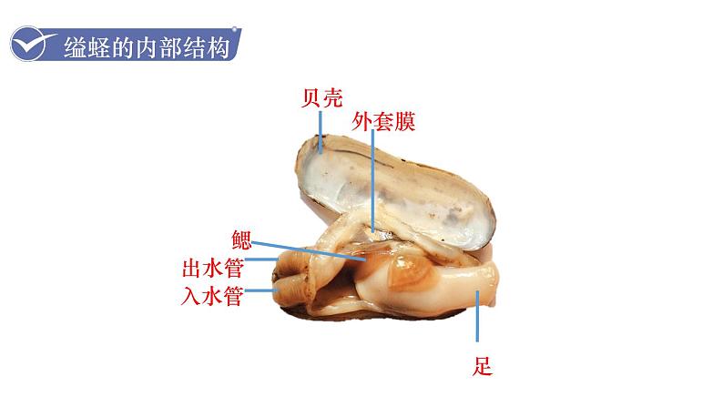 人教版八年级生物上册课件 第5单元 第1章 第3节  软体动物和节肢动物04