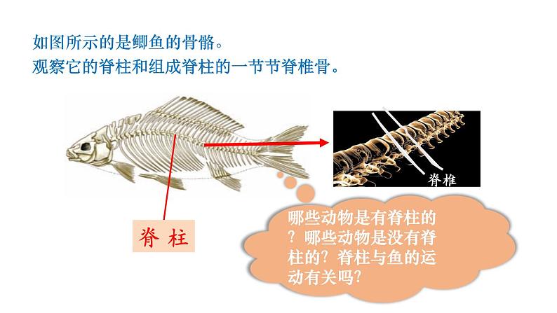 人教版八年级生物上册课件 第5单元 第1章 第4节  鱼03