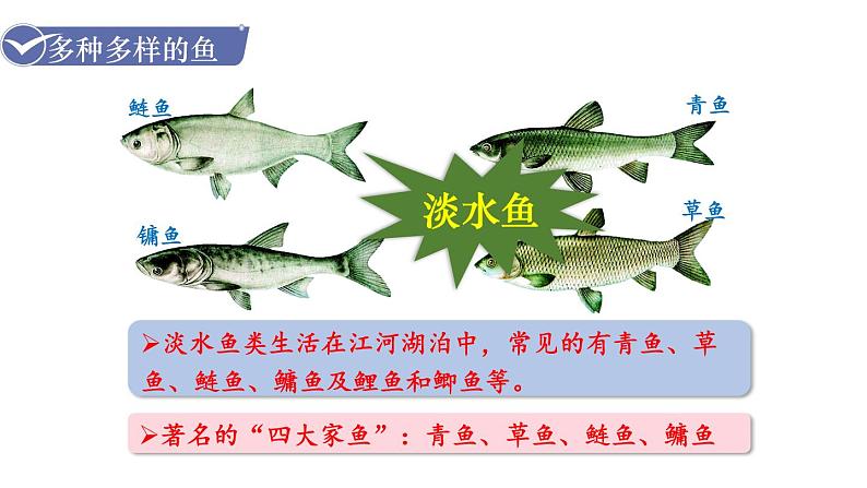 人教版八年级生物上册课件 第5单元 第1章 第4节  鱼05