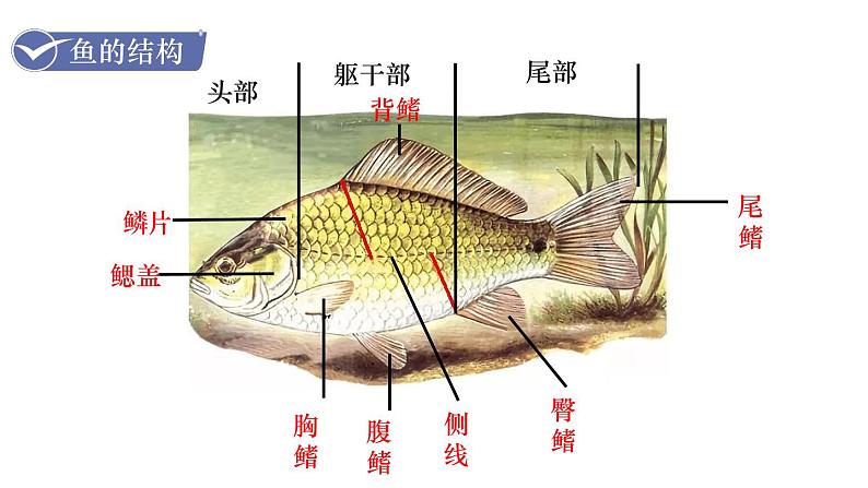 人教版八年级生物上册课件 第5单元 第1章 第4节  鱼07