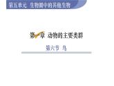 人教版八年级生物上册课件 第5单元 第1章 第6节 鸟