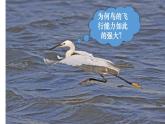 人教版八年级生物上册课件 第5单元 第1章 第6节 鸟