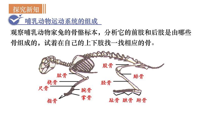 人教版八年级生物上册课件 第5单元 第2章 第1节 动物的运动05